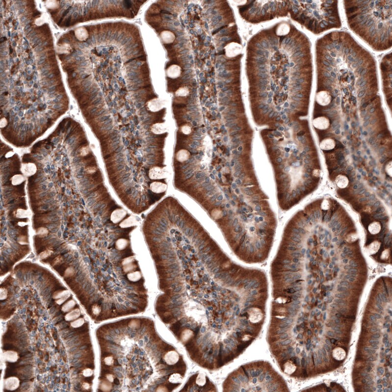 ERp57/PDIA3 Antibody (CL2446) - Azide and BSA Free Immunohistochemistry-Paraffin: ERp57/PDIA3 Antibody [NBP3-44468]