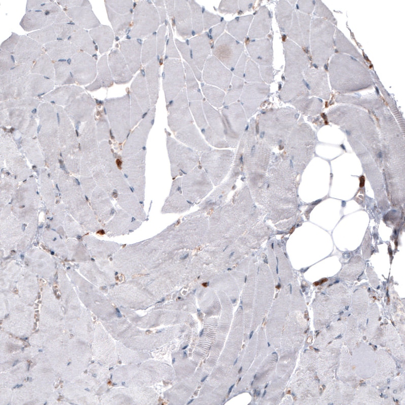 ERp57/PDIA3 Antibody (CL2446) - Azide and BSA Free Immunohistochemistry-Paraffin: ERp57/PDIA3 Antibody [NBP3-44468]