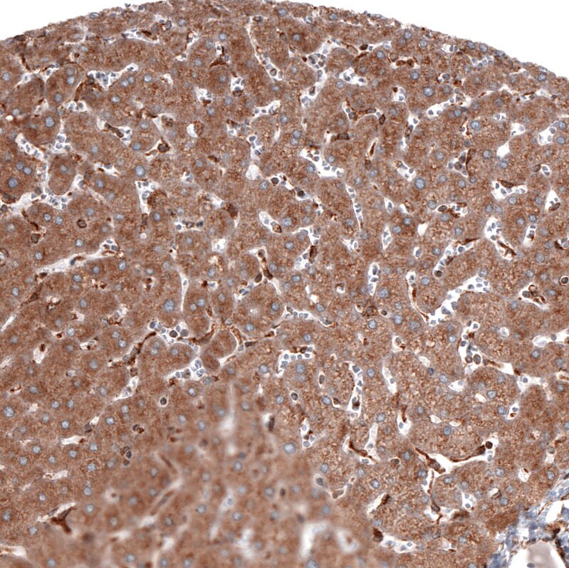 ERp57/PDIA3 Antibody (CL2452) - Azide and BSA Free Immunohistochemistry-Paraffin: ERp57/PDIA3 Antibody [NBP3-44469]