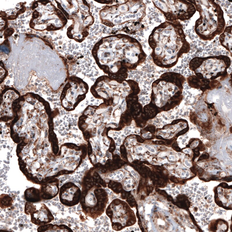 ERp57/PDIA3 Antibody (CL2452) - Azide and BSA Free Immunohistochemistry-Paraffin: ERp57/PDIA3 Antibody [NBP3-44469]