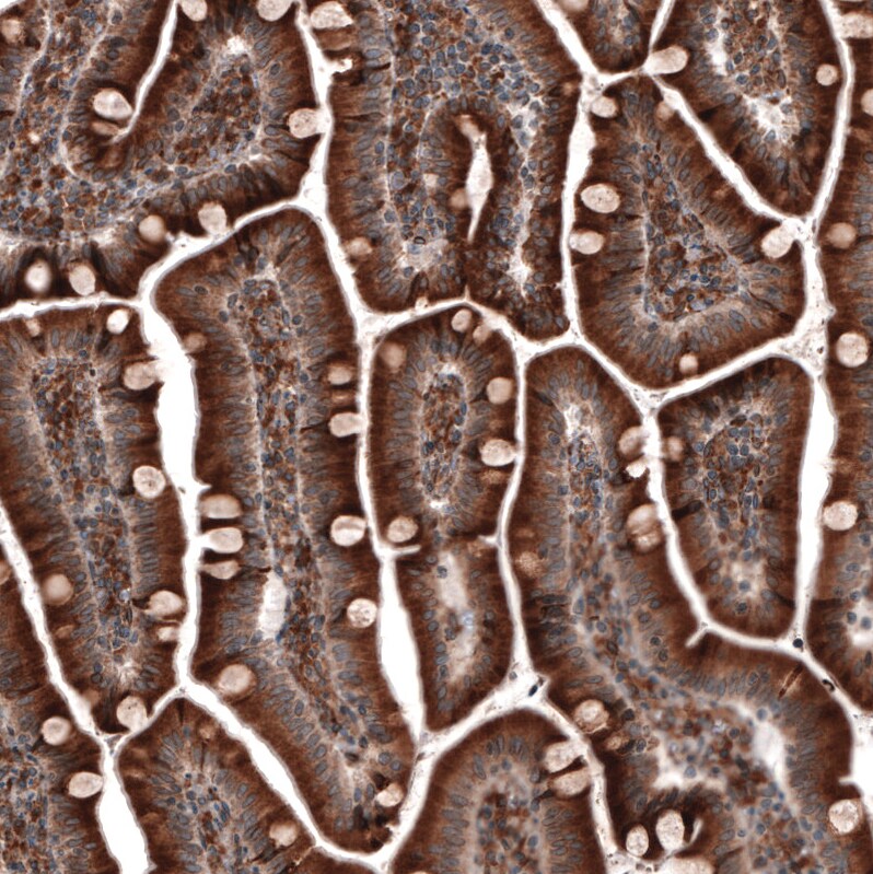 ERp57/PDIA3 Antibody (CL2452) - Azide and BSA Free Immunohistochemistry-Paraffin: ERp57/PDIA3 Antibody [NBP3-44469]