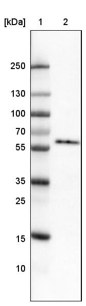 GRASP55 Antibody (CL2522) - Azide and BSA Free Western Blot: GRASP55 Antibody [NBP3-44470]