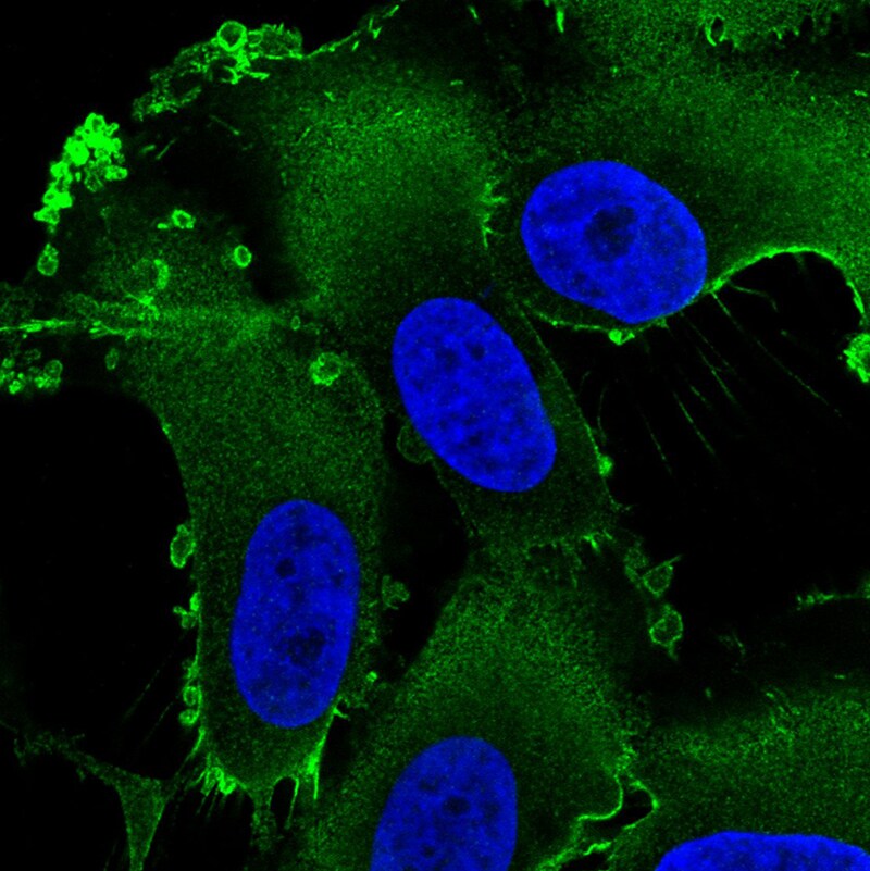 Ezrin Antibody (CL2384) - Azide and BSA Free Immunocytochemistry/ Immunofluorescence: Ezrin Antibody [NBP3-44475]