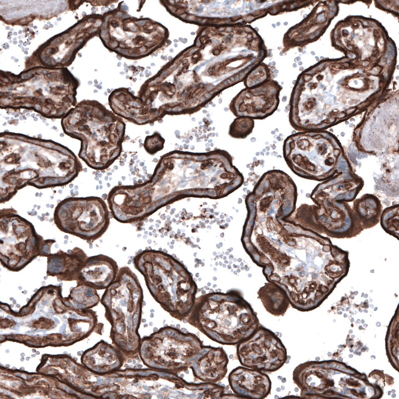 Ezrin Antibody (CL2378) - Azide and BSA Free Immunohistochemistry-Paraffin: Ezrin Antibody [NBP3-44477]