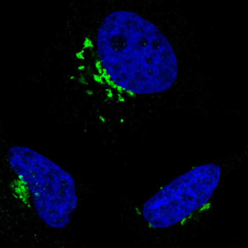 GRASP55 Antibody (CL2610) - Azide and BSA Free Immunocytochemistry/ Immunofluorescence: GRASP55 Antibody [NBP3-44478]