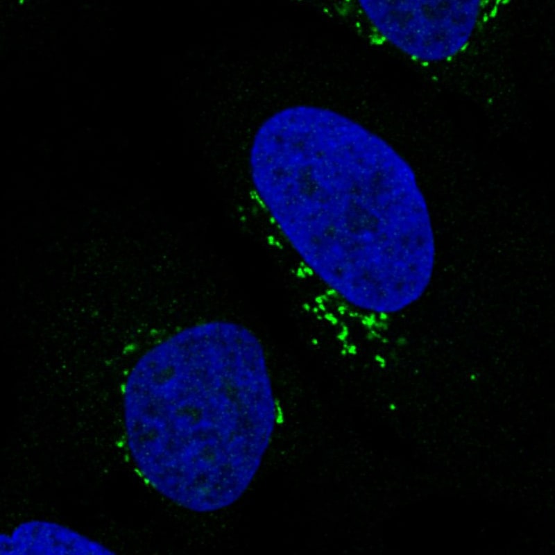 GRASP55 Antibody (CL2610) - Azide and BSA Free Immunocytochemistry/ Immunofluorescence: GRASP55 Antibody [NBP3-44478]