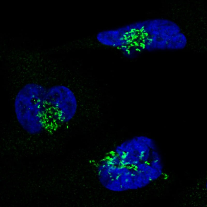GRASP55 Antibody (CL2610) - Azide and BSA Free Immunocytochemistry/ Immunofluorescence: GRASP55 Antibody [NBP3-44478]