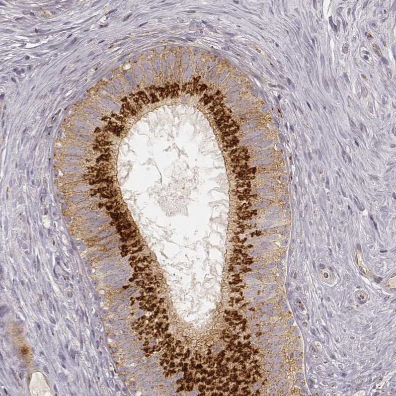 GRASP55 Antibody (CL2610) - Azide and BSA Free Immunohistochemistry-Paraffin: GRASP55 Antibody [NBP3-44478]