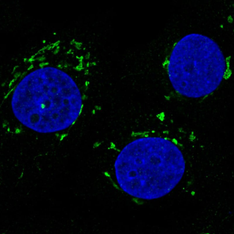 GRASP55 Antibody (CL2610) - Azide and BSA Free Immunocytochemistry/ Immunofluorescence: GRASP55 Antibody [NBP3-44478]