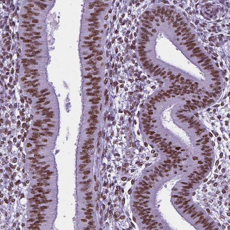 NRSF Antibody (CL0381) - Azide and BSA Free Immunohistochemistry-Paraffin: NRSF Antibody [NBP3-44479]