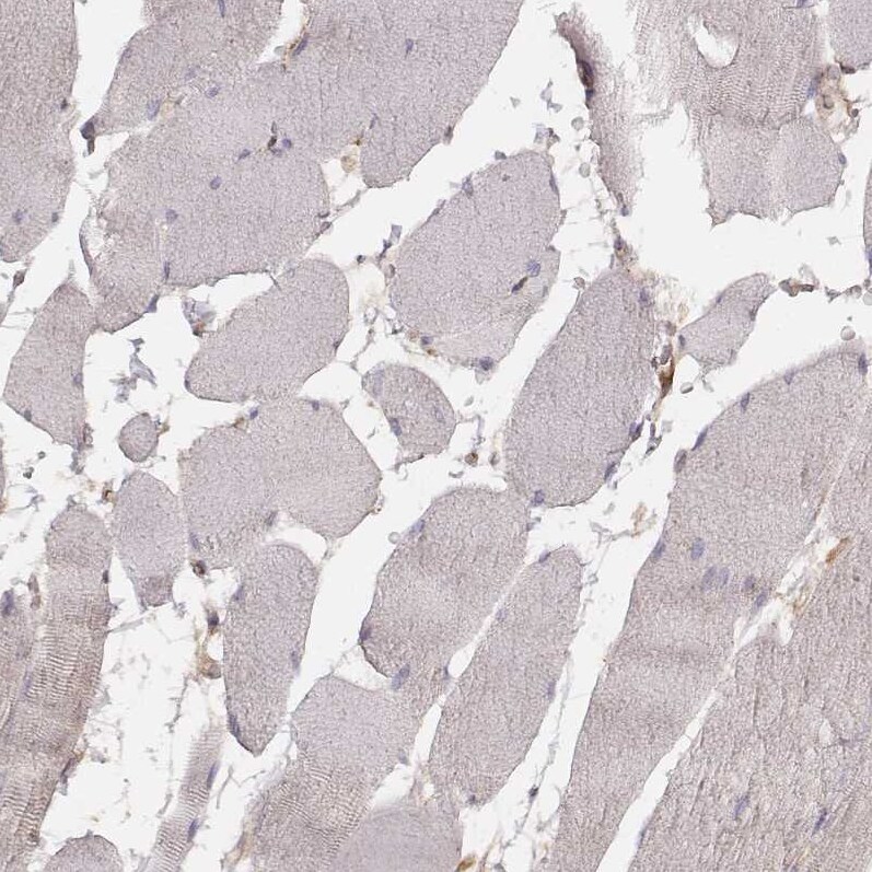 CARS Antibody (CL2309) - Azide and BSA Free Immunohistochemistry-Paraffin: CARS Antibody [NBP3-44482]