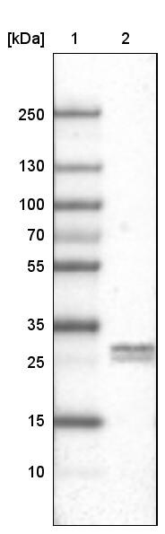Ly6K Antibody (CL2433) - Azide and BSA Free Western Blot: Ly6K Antibody [NBP3-44484]