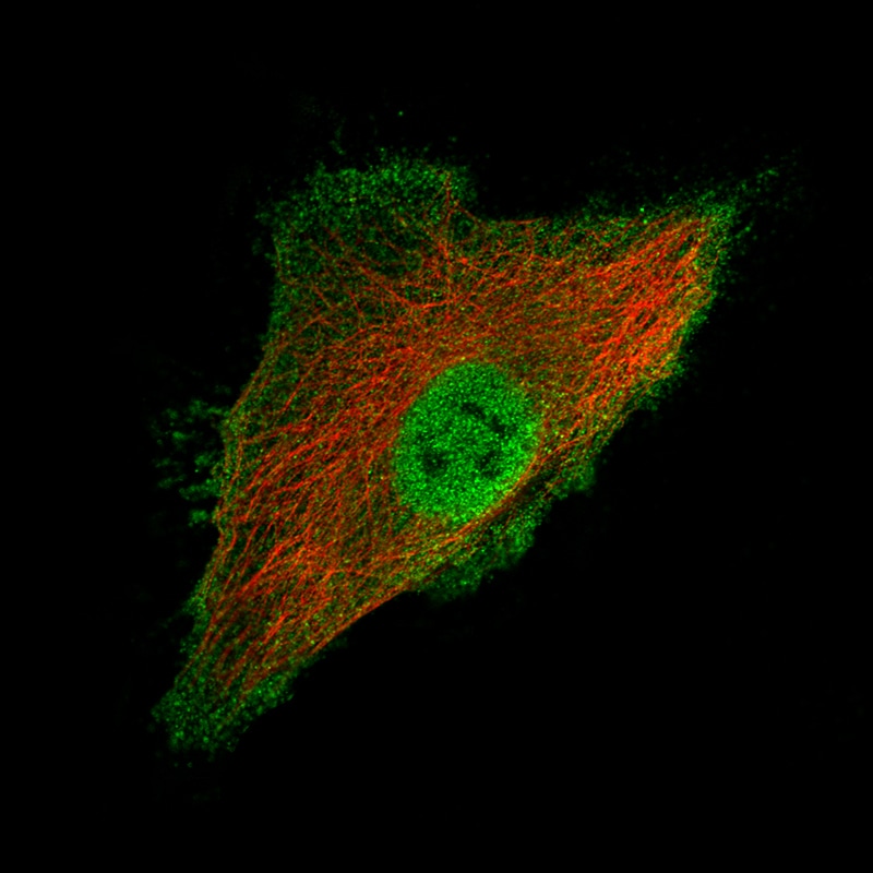 Ly6K Antibody (CL2435) - Azide and BSA Free Immunocytochemistry/ Immunofluorescence: Ly6K Antibody [NBP3-44485]