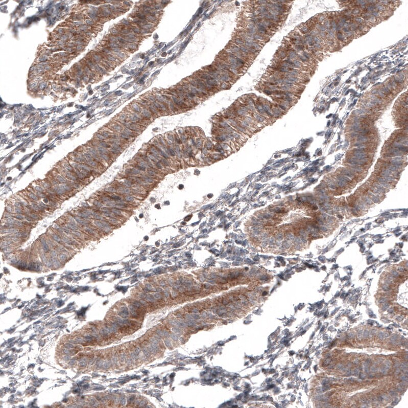 ATG5 Antibody (CL9508) - Azide and BSA Free Immunohistochemistry-Paraffin: ATG5 Antibody [NBP3-44486]
