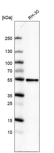 ATG5 Antibody (CL9508) - Azide and BSA Free Western Blot: ATG5 Antibody [NBP3-44486]