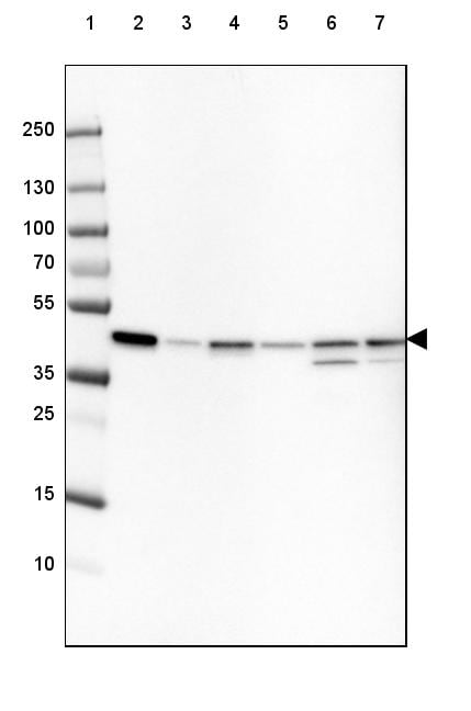 beta-Actin Antibody (CL3868) - Azide and BSA Free Western Blot: beta-Actin Antibody [NBP3-44487]
