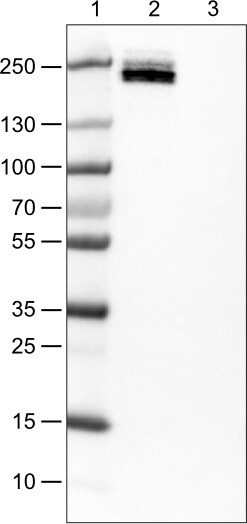 CD45 Antibody (CL0159) - Azide and BSA Free Western Blot: CD45 Antibody [NBP3-44488]