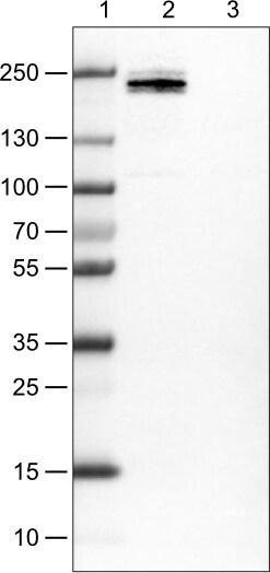 CD45 Antibody (CL0160) - Azide and BSA Free Western Blot: CD45 Antibody [NBP3-44489]