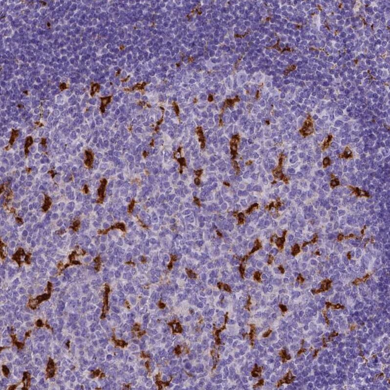 CD68/SR-D1 Antibody (CL1346) - Azide and BSA Free Immunohistochemistry-Paraffin: CD68/SR-D1 Antibody [NBP3-44491]