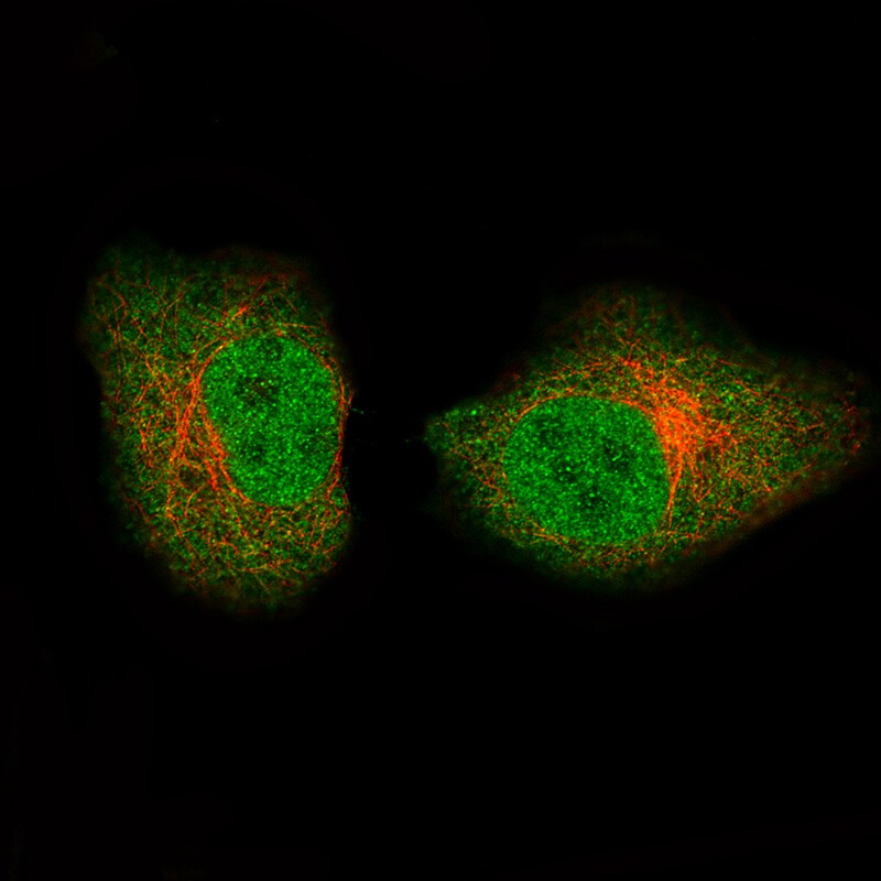 GAPDH Antibody (CL3266) - Azide and BSA Free Immunocytochemistry/ Immunofluorescence: GAPDH Antibody [NBP3-44492]