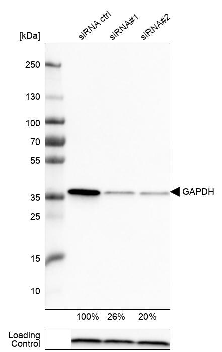 GAPDH Antibody (CL3266) - Azide and BSA Free Western Blot: GAPDH Antibody [NBP3-44492]