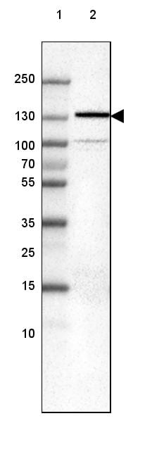 N-Cadherin Antibody (CL3716) - Azide and BSA Free Western Blot: N-Cadherin Antibody [NBP3-44495]