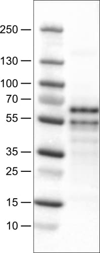 RUNX2/CBFA1 Antibody (CL0232) - Azide and BSA Free Western Blot: RUNX2/CBFA1 Antibody [NBP3-44496]
