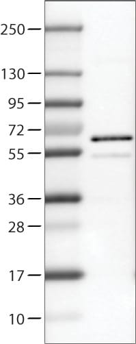 RUNX2/CBFA1 Antibody (CL0235) - Azide and BSA Free Western Blot: RUNX2/CBFA1 Antibody [NBP3-44497]