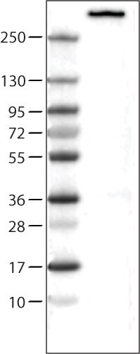 Nestin Antibody (CL0197) - Azide and BSA Free Western Blot: Nestin Antibody [NBP3-44499]