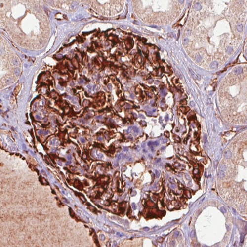 Nestin Antibody (CL0197) - Azide and BSA Free Immunohistochemistry-Paraffin: Nestin Antibody [NBP3-44499]