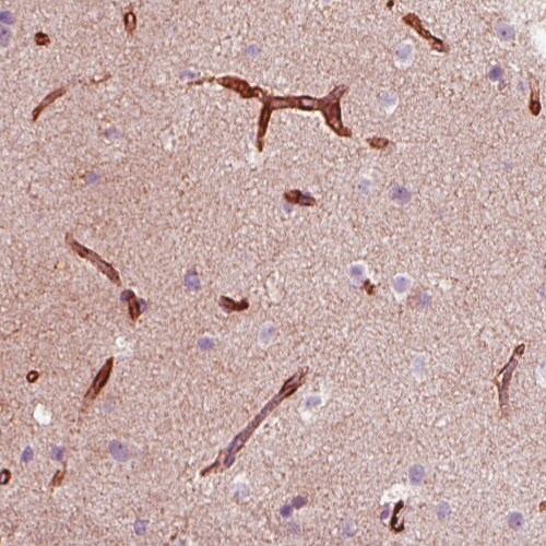 Nestin Antibody (CL0197) - Azide and BSA Free Immunohistochemistry-Paraffin: Nestin Antibody [NBP3-44499]