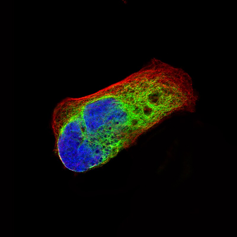 Nestin Antibody (CL0197) - Azide and BSA Free Immunocytochemistry/ Immunofluorescence: Nestin Antibody [NBP3-44499]