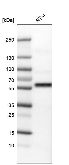 AKT1 Antibody (CL0887) - Azide and BSA Free Western Blot: AKT1 Antibody [NBP3-44500]