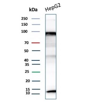BAP1 Antibody (BAP1/13501R)