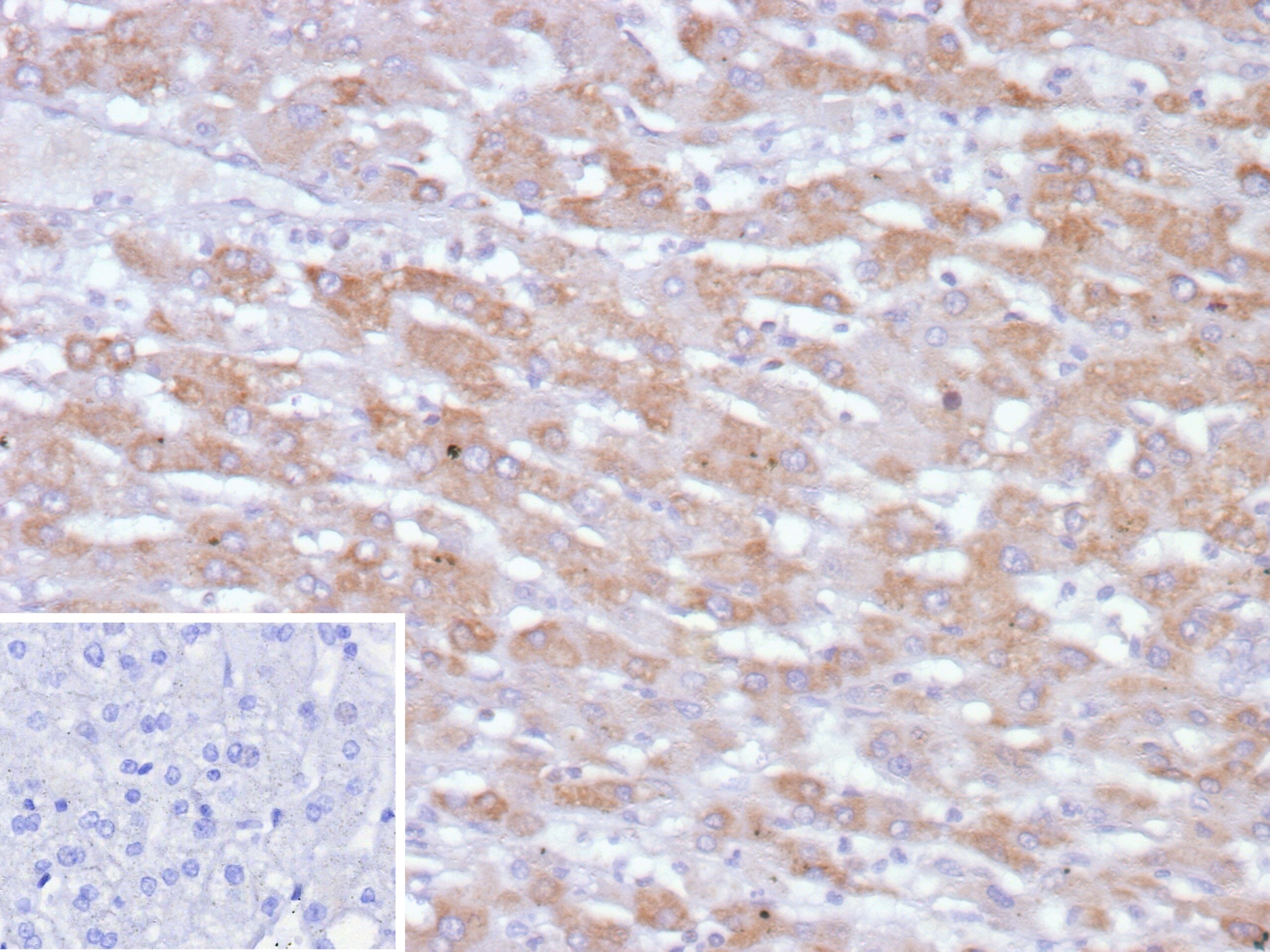 PHPT1 Antibody (PHPT1/12053)