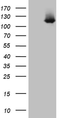 LONRF3 Antibody (OTI9G7) Western Blot;LONRF3 Antibody (OTI9G7)[NBP3-44960]-