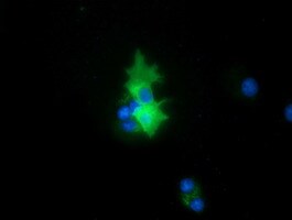 PEX5 Antibody (OTI6G8) Immunocytochemistry/ Immunofluorescence;PEX5 Antibody (OTI6G8)[NBP3-44635]-