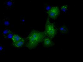 Pyruvate Kinase Antibody (OTI1H4) Immunocytochemistry/ Immunofluorescence;Pyruvate Kinase Antibody (OTI1H4)[NBP3-44636]-