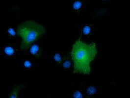 PEPD Antibody (OTI1B7) Immunocytochemistry/ Immunofluorescence;PEPD Antibody (OTI1B7)[NBP3-44639]-