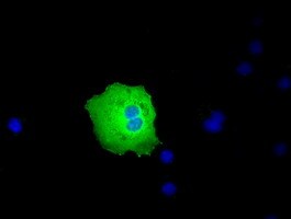 PEX5 Antibody (OTI6E9) Immunocytochemistry/ Immunofluorescence;PEX5 Antibody (OTI6E9)[NBP3-44637]-