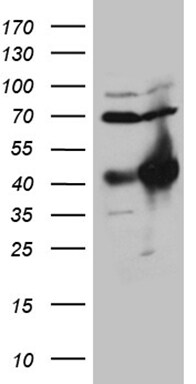 HOXC4 Antibody (OTI1F6) Western Blot;HOXC4 Antibody (OTI1F6)[NBP3-44809]-