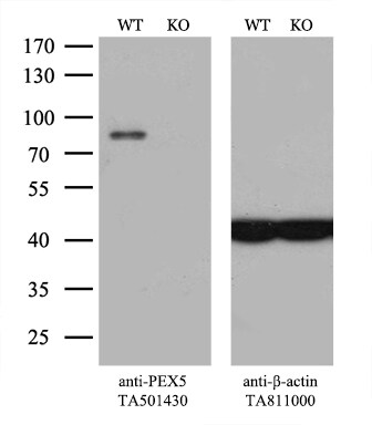 PEX5 Antibody (OTI6E9) Western Blot;PEX5 Antibody (OTI6E9)[NBP3-44637]-