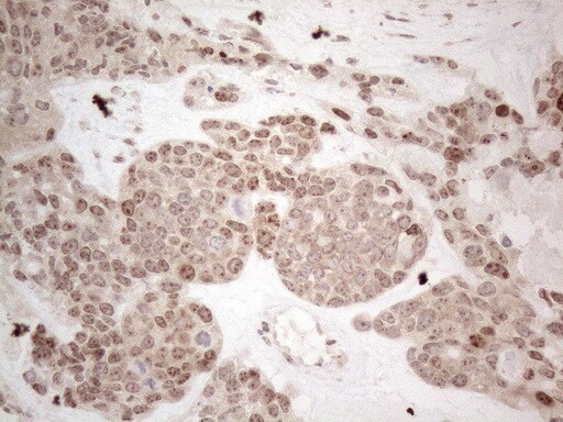 HMGB4 Antibody (OTI5G3) Immunohistochemistry;HMGB4 Antibody (OTI5G3)[NBP3-44707]-