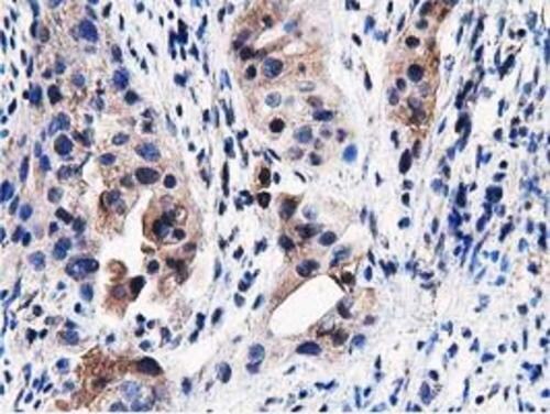 PEPD Antibody (OTI5D5) Immunohistochemistry;PEPD Antibody (OTI5D5)[NBP3-44638]-