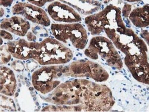 PEPD Antibody (OTI5D5) Immunohistochemistry;PEPD Antibody (OTI5D5)[NBP3-44638]-