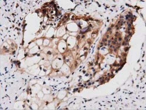 PEPD Antibody (OTI1B7) Immunohistochemistry;PEPD Antibody (OTI1B7)[NBP3-44639]-