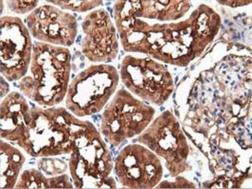PEPD Antibody (OTI1B7) Immunohistochemistry;PEPD Antibody (OTI1B7)[NBP3-44639]-