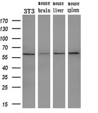 PEPD Antibody (OTI1B7) Western Blot;PEPD Antibody (OTI1B7)[NBP3-44639]-