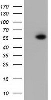 PEPD Antibody (OTI1B7) Western Blot;PEPD Antibody (OTI1B7)[NBP3-44639]-