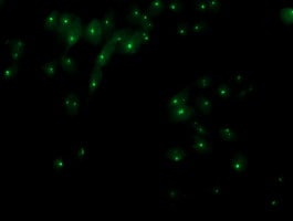 XPNPEP3 Antibody (OTI5G2) Immunocytochemistry/ Immunofluorescence;XPNPEP3 Antibody (OTI5G2)[NBP3-44640]-